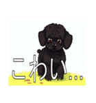 ミニチュアプードルがいっぱい（個別スタンプ：32）