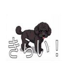 ミニチュアプードルがいっぱい（個別スタンプ：36）