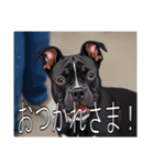 アメリカンスタッフォードシャーテリア（個別スタンプ：10）