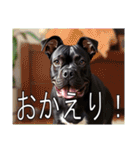 アメリカンスタッフォードシャーテリア（個別スタンプ：13）
