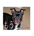 アメリカンスタッフォードシャーテリア（個別スタンプ：28）