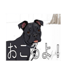 アメリカンスタッフォードシャーテリア（個別スタンプ：33）
