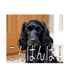 イングリッシュコッカースパニエルいっぱい（個別スタンプ：3）