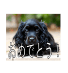 イングリッシュコッカースパニエルいっぱい（個別スタンプ：6）