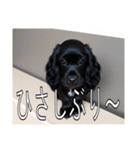 イングリッシュコッカースパニエルいっぱい（個別スタンプ：9）