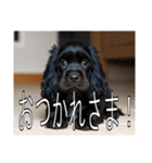 イングリッシュコッカースパニエルいっぱい（個別スタンプ：10）
