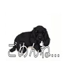 イングリッシュコッカースパニエルいっぱい（個別スタンプ：11）