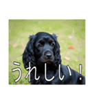 イングリッシュコッカースパニエルいっぱい（個別スタンプ：21）