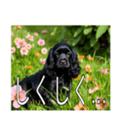 イングリッシュコッカースパニエルいっぱい（個別スタンプ：22）