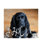 イングリッシュコッカースパニエルいっぱい（個別スタンプ：23）