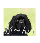 イングリッシュコッカースパニエルいっぱい（個別スタンプ：24）