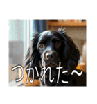 イングリッシュコッカースパニエルいっぱい（個別スタンプ：27）