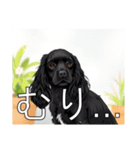 イングリッシュコッカースパニエルいっぱい（個別スタンプ：29）