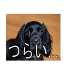 イングリッシュコッカースパニエルいっぱい（個別スタンプ：31）