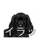 イングリッシュコッカースパニエルいっぱい（個別スタンプ：34）