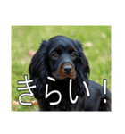 イングリッシュコッカースパニエルいっぱい（個別スタンプ：36）