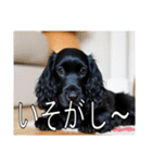 イングリッシュコッカースパニエルいっぱい（個別スタンプ：40）