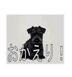 レークランドテリアがいっぱい（個別スタンプ：13）