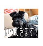 レークランドテリアがいっぱい（個別スタンプ：16）