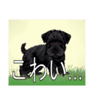 レークランドテリアがいっぱい（個別スタンプ：32）