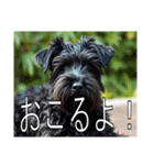 レークランドテリアがいっぱい（個別スタンプ：33）