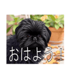 ラサアプソ（個別スタンプ：1）