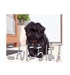 ラサアプソ（個別スタンプ：2）
