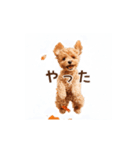 動く♪秋のほっこりトイプードル（個別スタンプ：12）