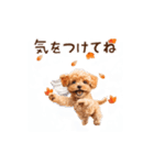 動く♪秋のほっこりトイプードル（個別スタンプ：20）