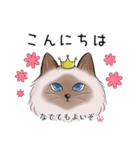 ゴージャス猫の日常使える言葉（個別スタンプ：2）
