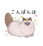 ゴージャス猫の日常使える言葉（個別スタンプ：3）