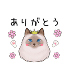 ゴージャス猫の日常使える言葉（個別スタンプ：5）