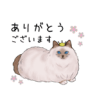 ゴージャス猫の日常使える言葉（個別スタンプ：6）