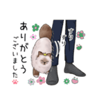 ゴージャス猫の日常使える言葉（個別スタンプ：7）