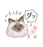 ゴージャス猫の日常使える言葉（個別スタンプ：11）