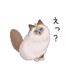 ゴージャス猫の日常使える言葉（個別スタンプ：12）