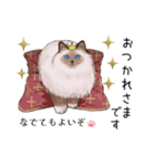 ゴージャス猫の日常使える言葉（個別スタンプ：13）