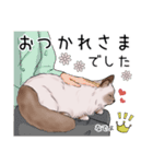 ゴージャス猫の日常使える言葉（個別スタンプ：14）