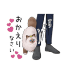 ゴージャス猫の日常使える言葉（個別スタンプ：15）