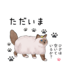 ゴージャス猫の日常使える言葉（個別スタンプ：16）