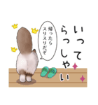ゴージャス猫の日常使える言葉（個別スタンプ：17）