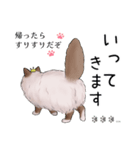 ゴージャス猫の日常使える言葉（個別スタンプ：18）