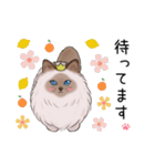 ゴージャス猫の日常使える言葉（個別スタンプ：19）