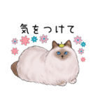 ゴージャス猫の日常使える言葉（個別スタンプ：20）
