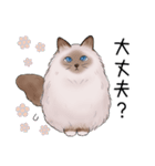 ゴージャス猫の日常使える言葉（個別スタンプ：21）
