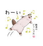 ゴージャス猫の日常使える言葉（個別スタンプ：29）