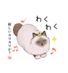 ゴージャス猫の日常使える言葉（個別スタンプ：30）