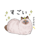 ゴージャス猫の日常使える言葉（個別スタンプ：31）