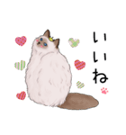 ゴージャス猫の日常使える言葉（個別スタンプ：32）