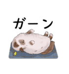 ゴージャス猫の日常使える言葉（個別スタンプ：35）